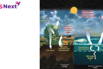 Carbon Sink? the carbon cycle forms an important part of life on Earth, and the way in which living things interact with one another