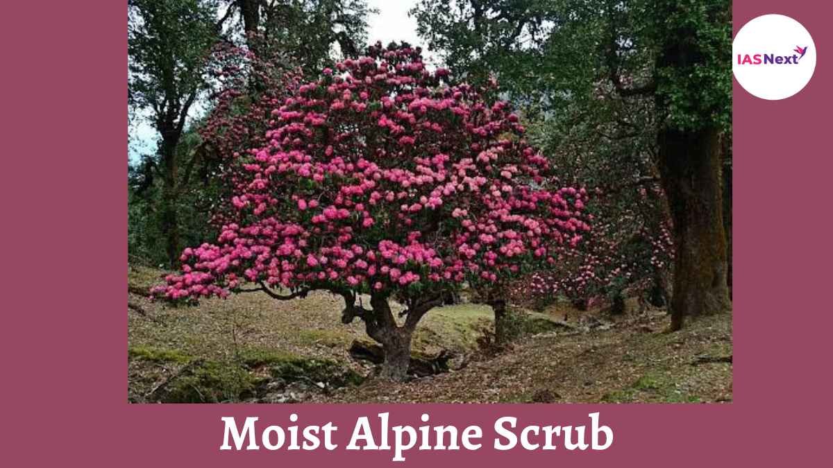 Moist alpine scrub: These are found all along the Himalayas and on the higher hills near the Myanmar borderIt has a low scrub, dense....