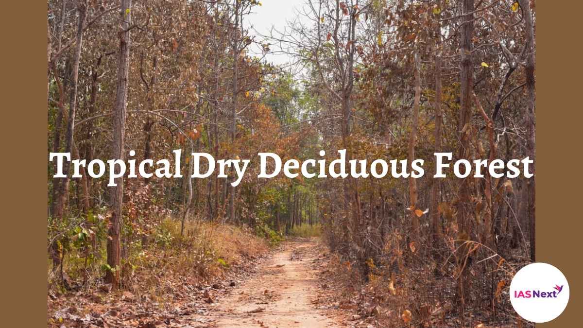 Tropical Dry Deciduous Forests are a transitional type of forest between moist deciduous and thorn forests on the wetter side and...