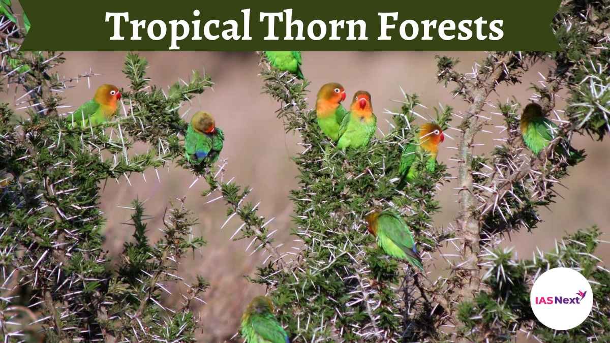 Tropical Thorn forest trees include the ber tree, wild date palm, Babool tree, neem, Khejri, etc. are some important. India.....