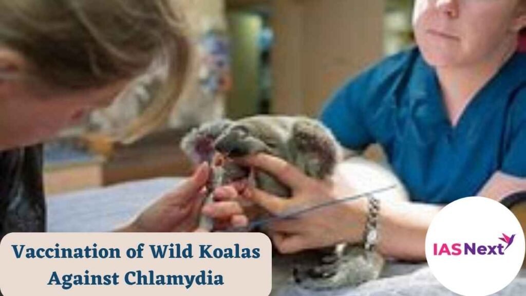 The effort is part of a field trial to limit the debilitating bacterial disease that can cause infertility, Vaccination of Wild Koalas.