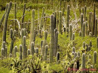 tropical thorn forests and scrubs