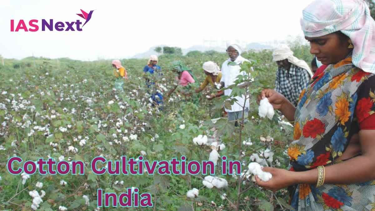 It is expected that area under cotton cultivation will shrink during this kharif season. Significant decline in cotton prices compared to the previous year.