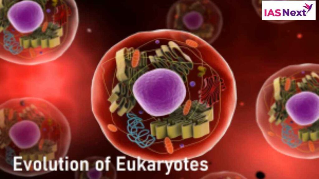 Evolution of Eukaryotes