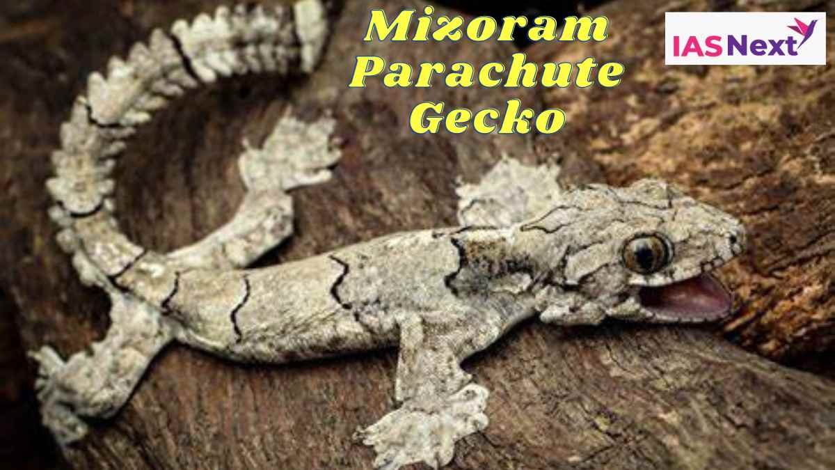 A team of biologists has recorded the Gekko mizoramensis as a new species of parachute gecko, so named because of skin flaps along the body.