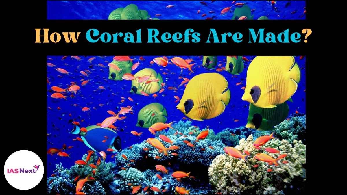 How Coral Reefs Are Made?