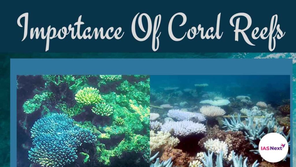 Importance Of Coral Reefs