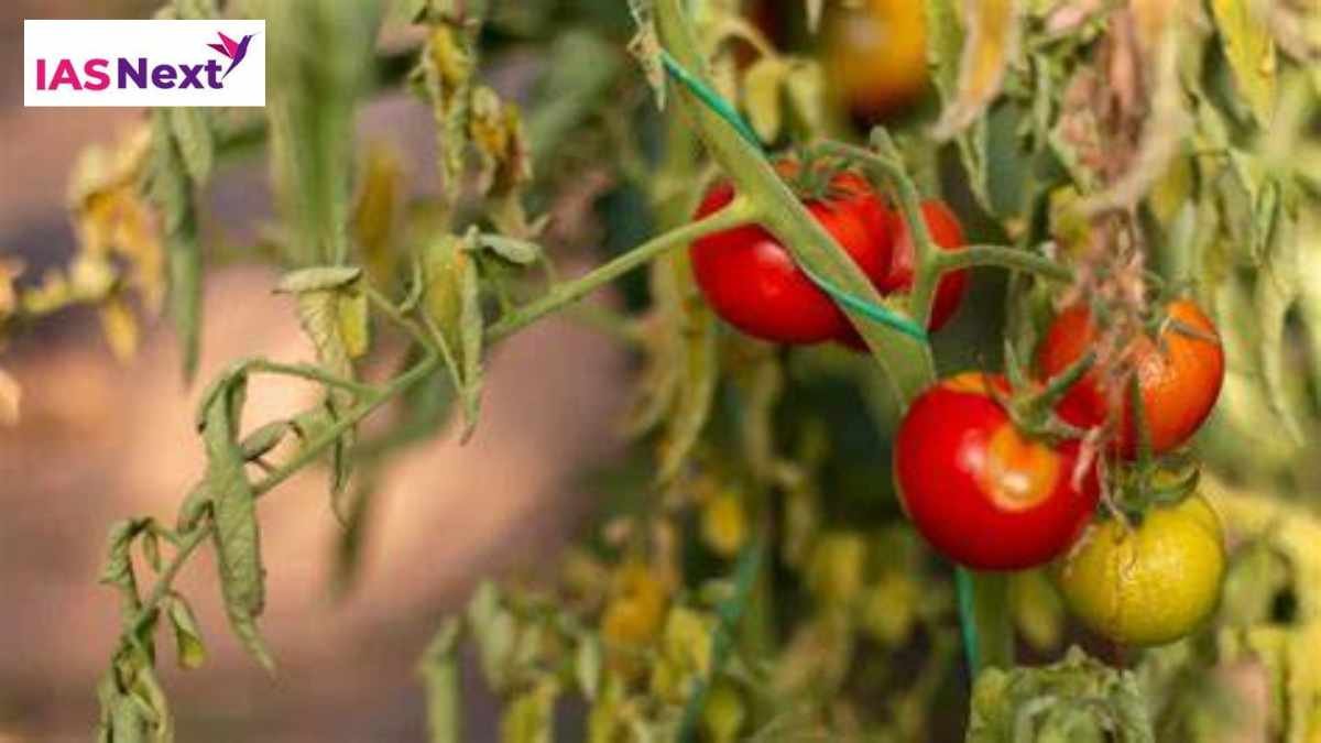 Tomato crop in Maharashtra was impacted by attacks of the cucumber mosaic virus (CMV), Mosaic Viruses(Tomato)..
