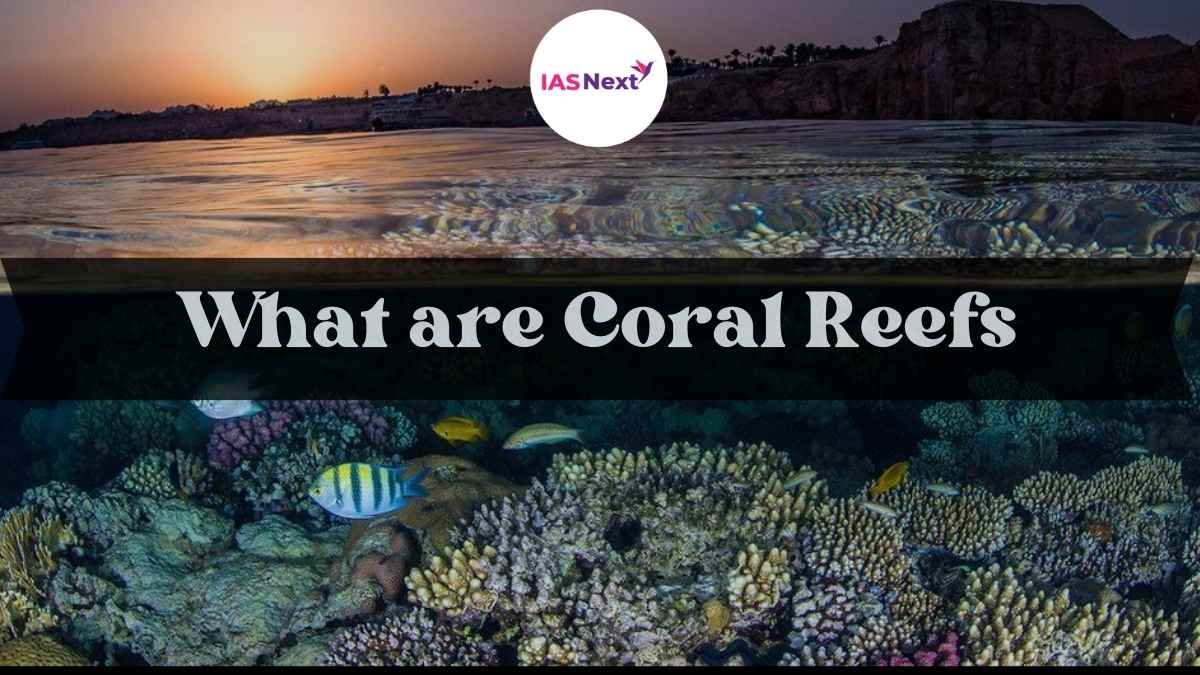 What are Coral Reefs