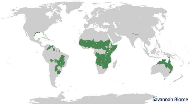 All About Savanna Biome