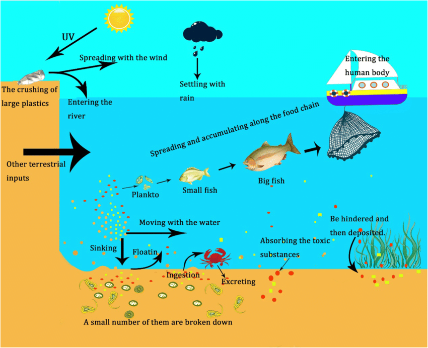 Microplastics in Human Heart