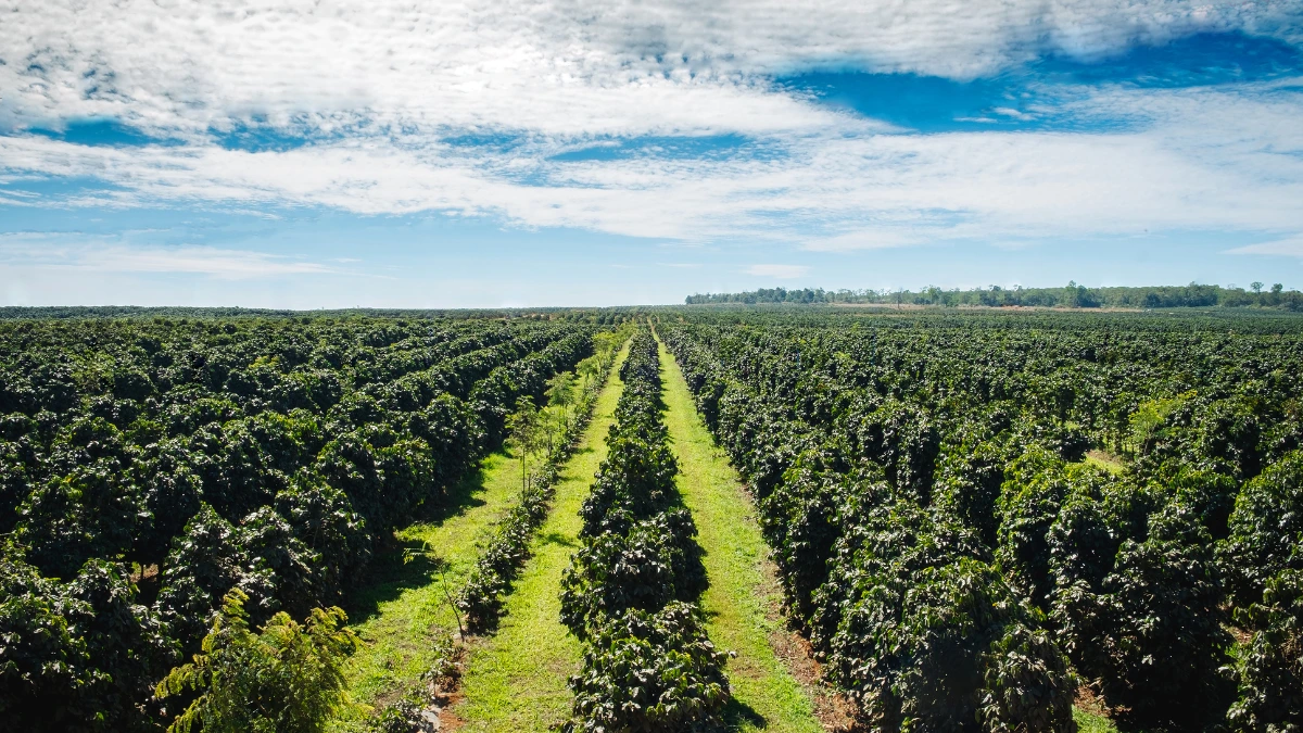 Coffee Production in India