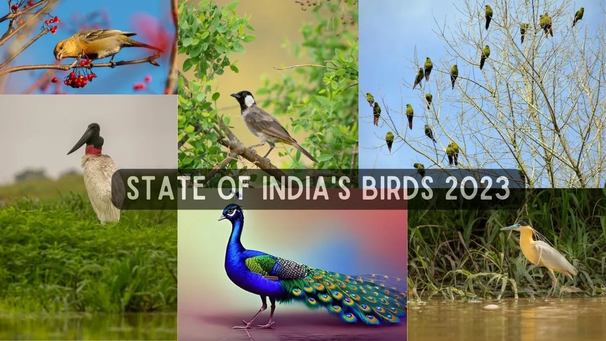 State of India's Birds 2023